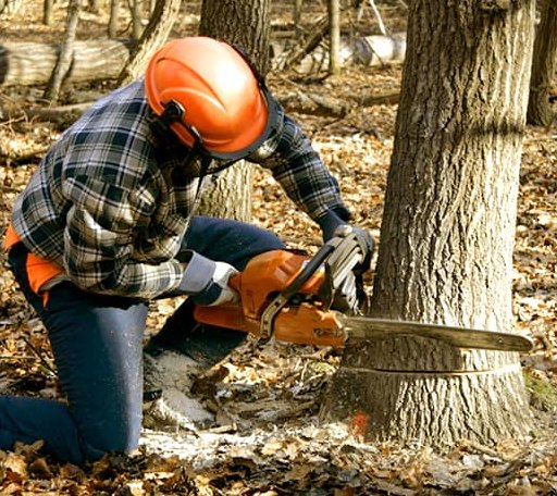 Tree Removal in Fort Shafter, HI